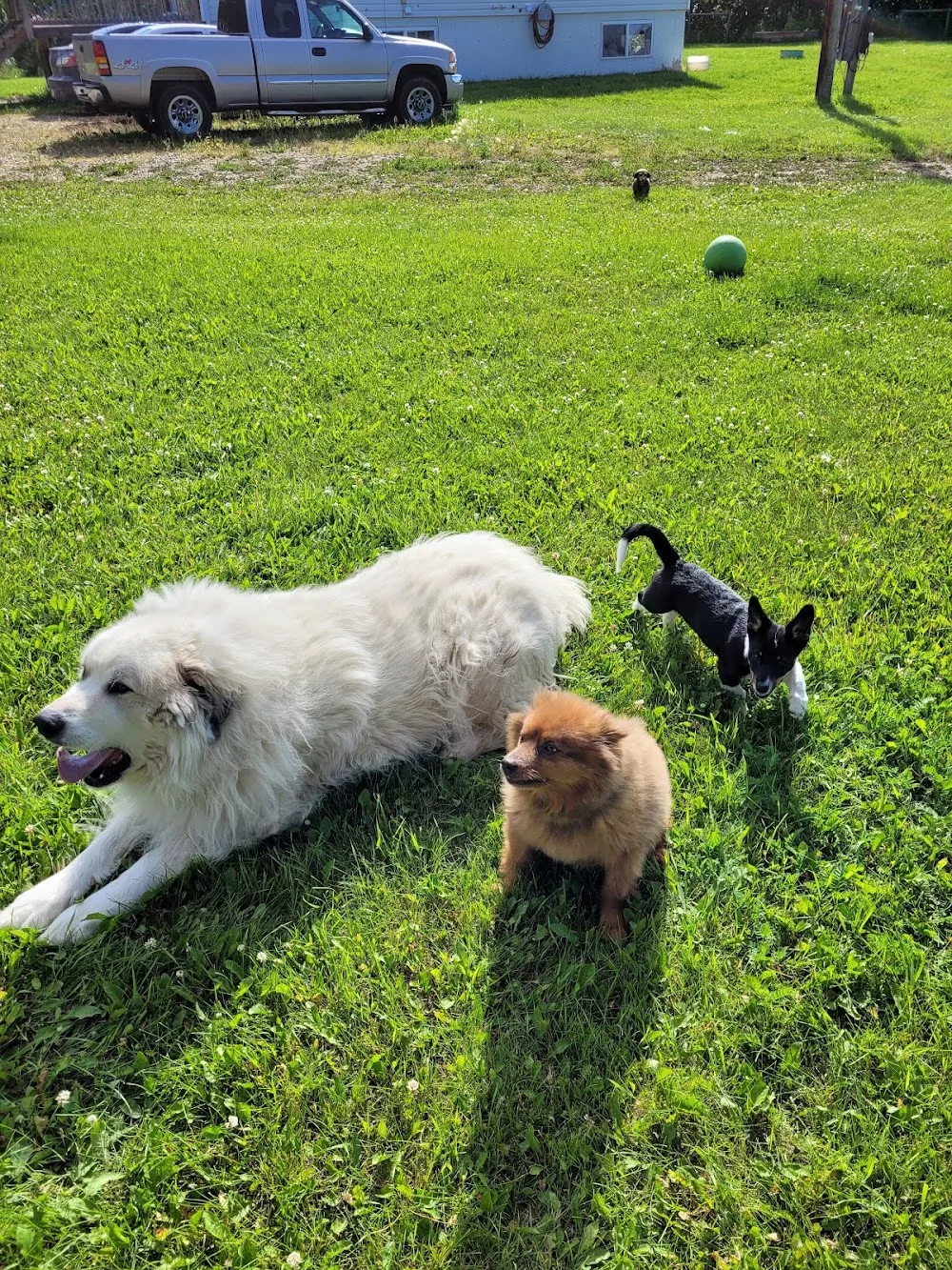 Spirit Meadow Dog Care - Leduc pet otel görseli 3