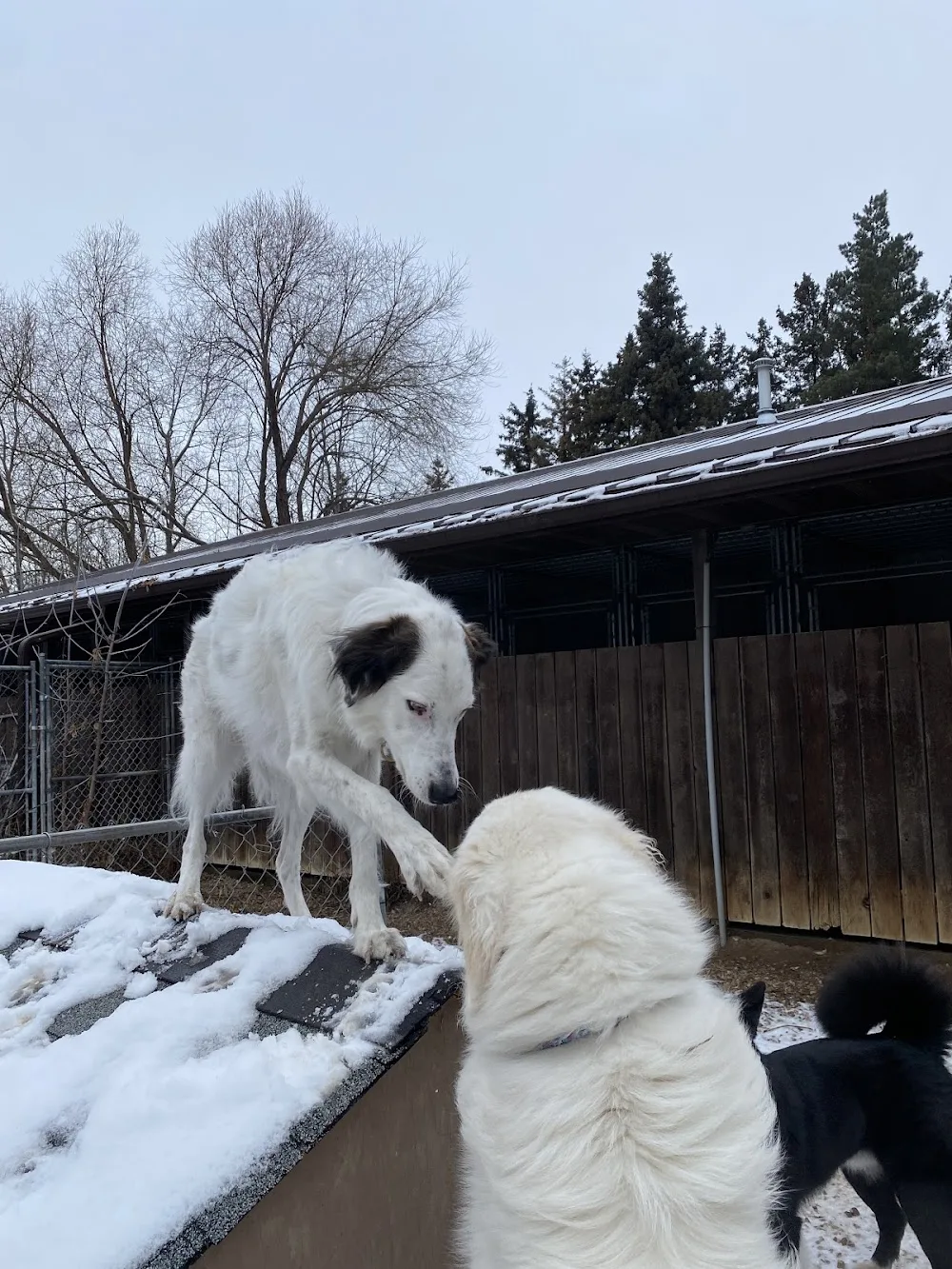 Spruce Valley Boarding - Leduc pet otel görseli 3