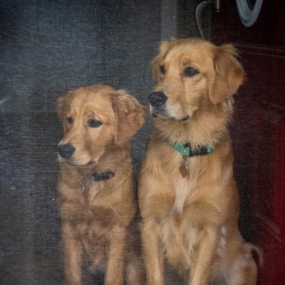 Spruce Valley Boarding - Leduc pet otel görseli 4