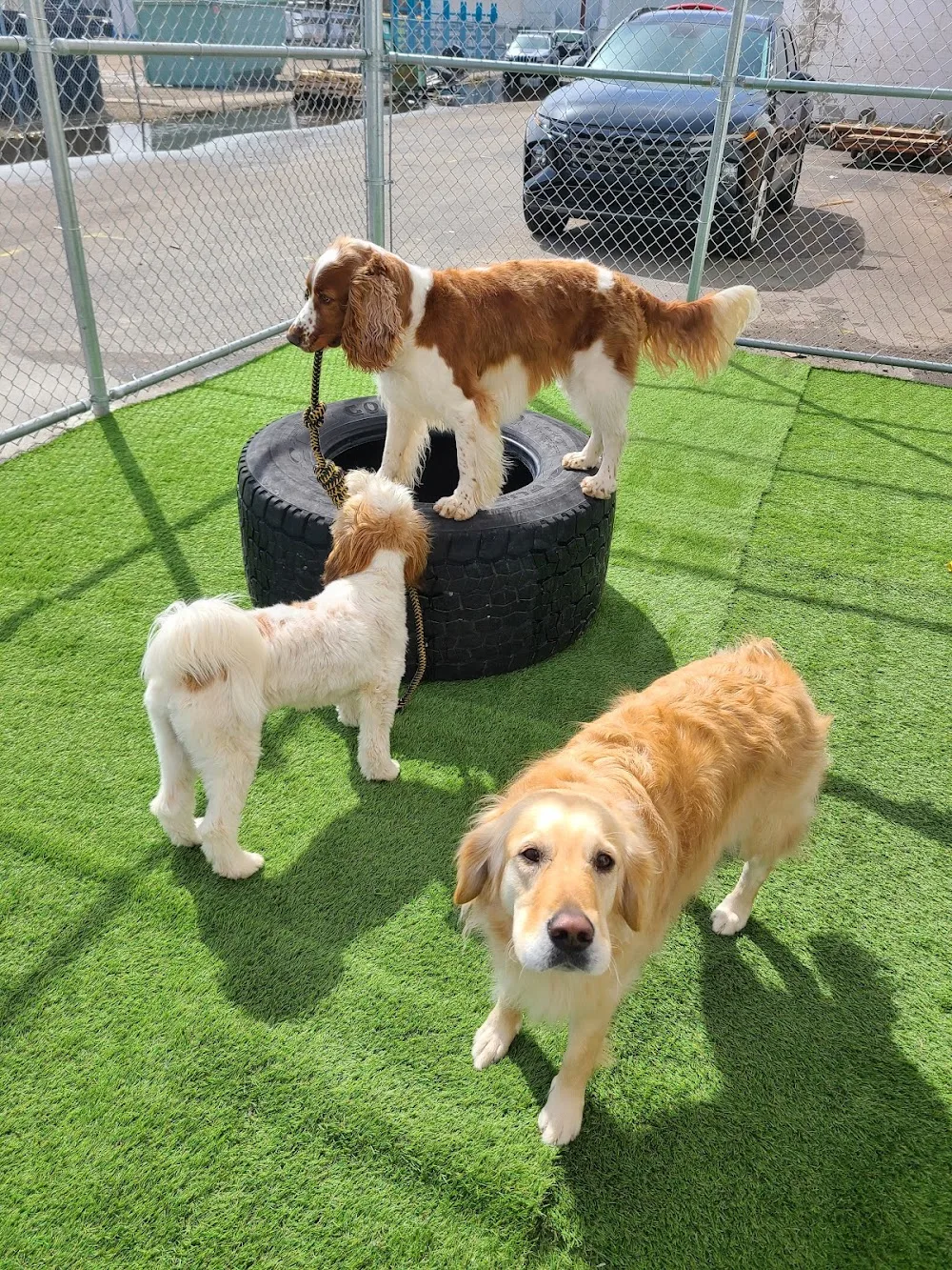 Stay 'N' Play Daycare & Boarding - Leduc pet otel görseli 3