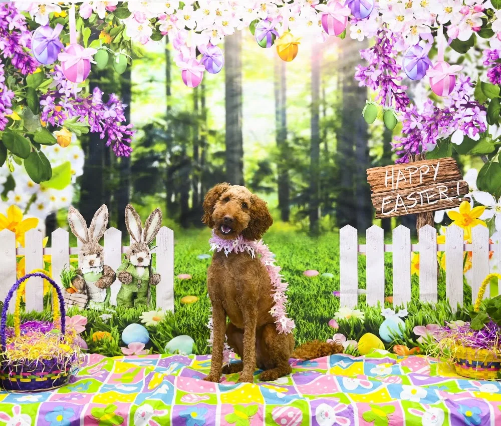 Sublime Cat N' Canine Ltd. - Leduc pet otel