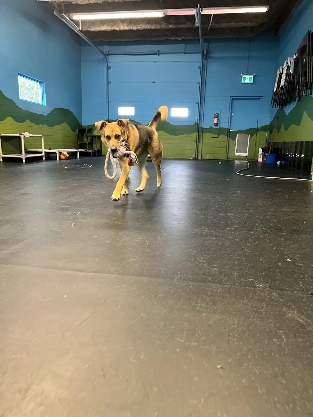 Sublime Cat N' Canine Ltd. - Leduc pet otel görseli 3