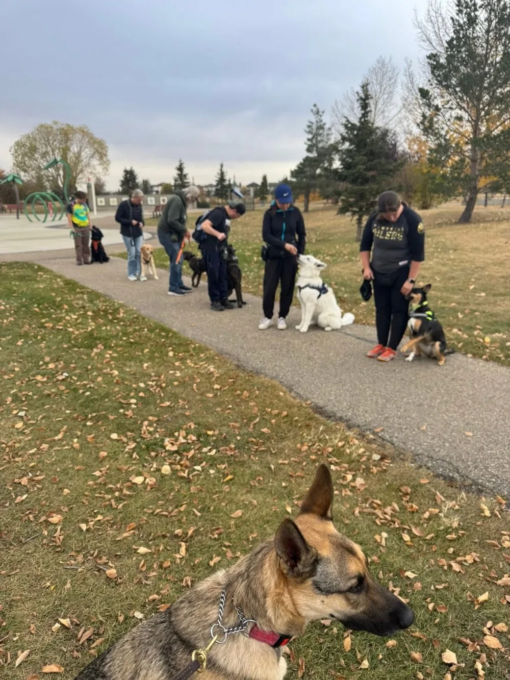 Tracken Kennels Academy - Leduc pet otel görseli 3