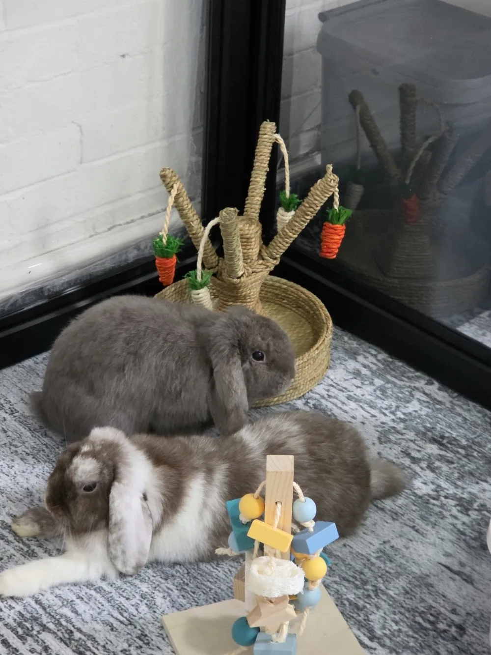 Butlers Bunny Boarding - Leeds pet otel görseli 3