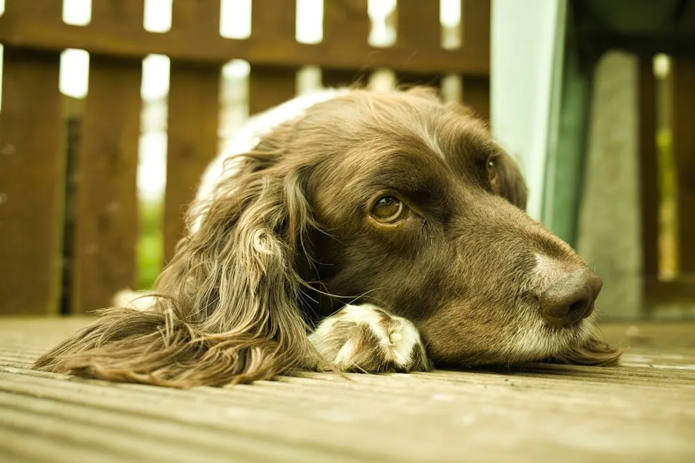 Cavell Canine - Leeds pet otel görseli 2