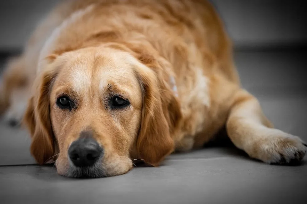 Cavell Canine - Leeds pet otel görseli 3
