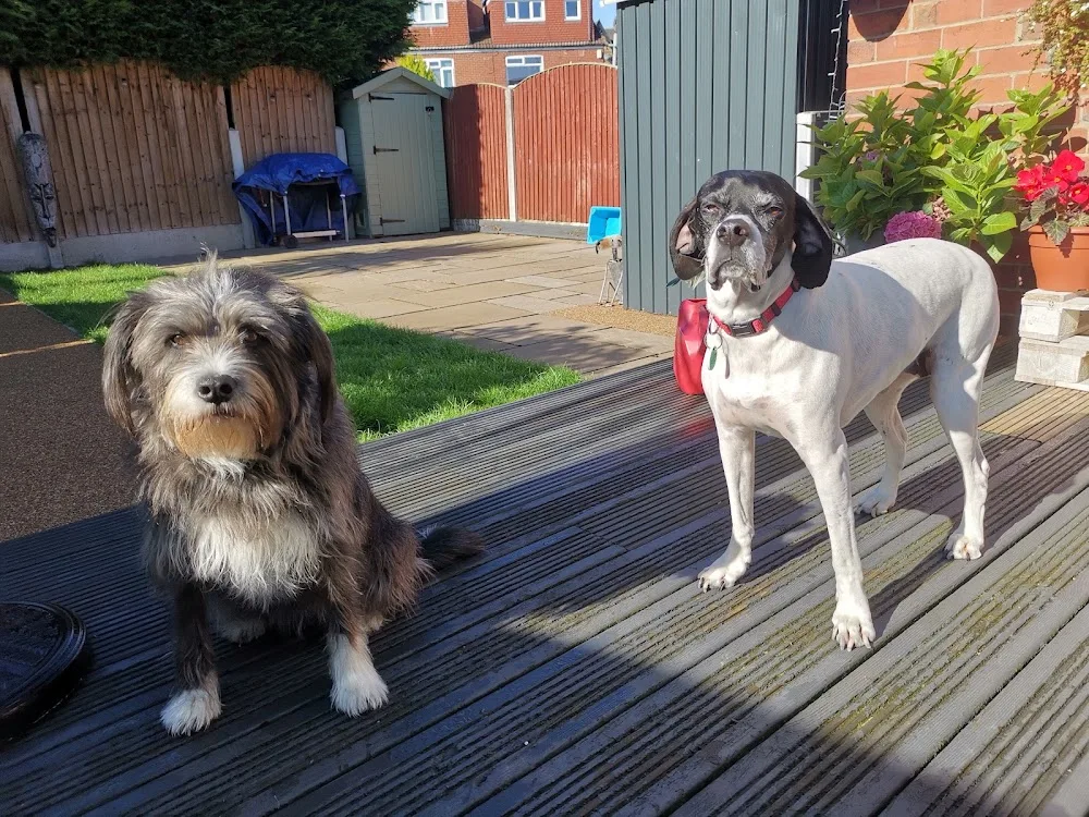 Cozy Canines Services - Leeds pet otel