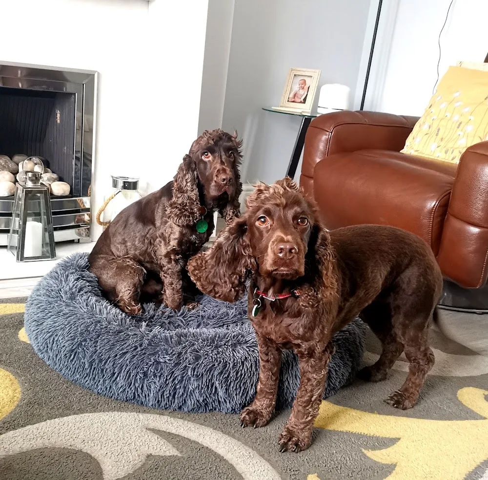 Cozy Canines Services - Leeds pet otel görseli 3