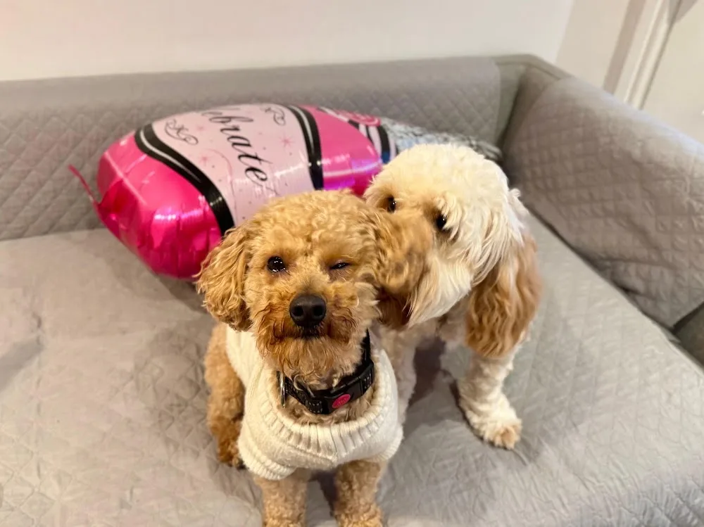 Fluffy Ears Pet Care Leeds - Leeds pet otel