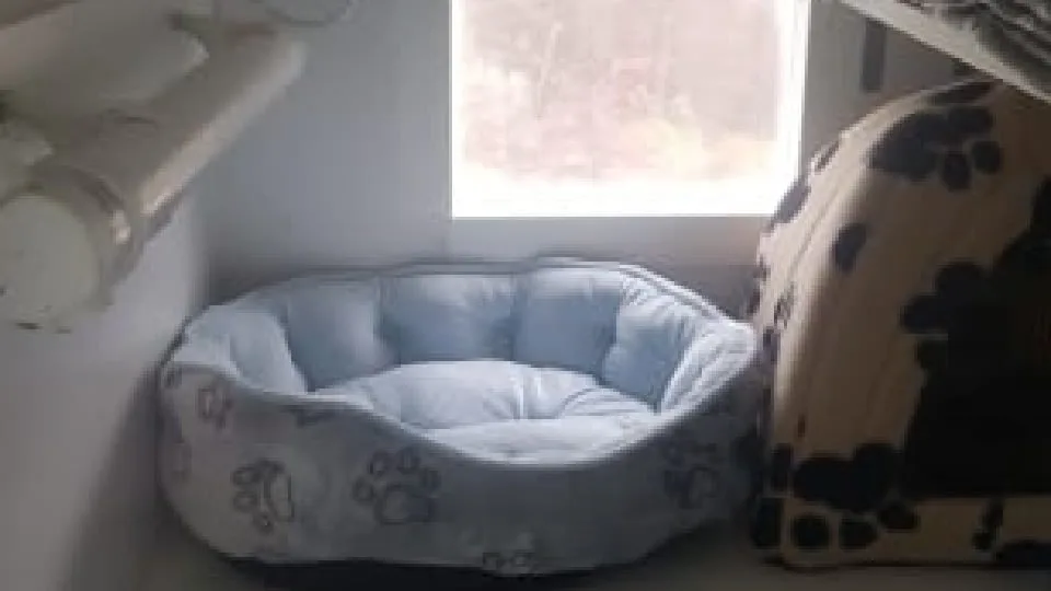 Garforth Cattery - Leeds pet otel