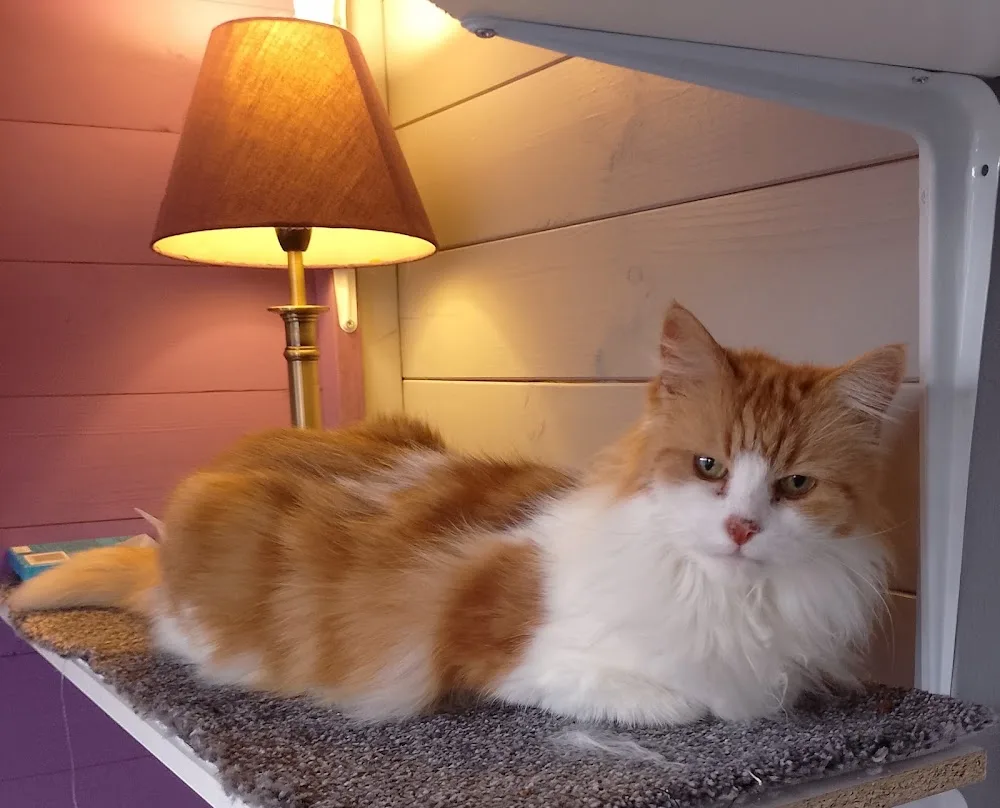 Garforth Cattery - Leeds pet otel görseli 3