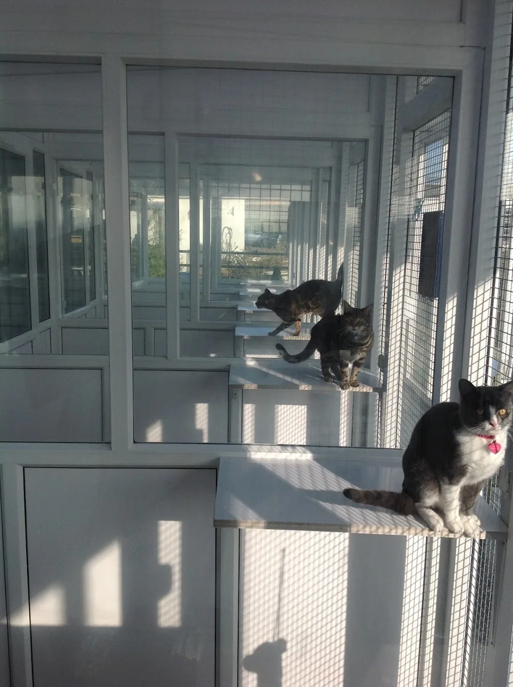 Greengates Boarding Cattery - Leeds pet otel görseli 2
