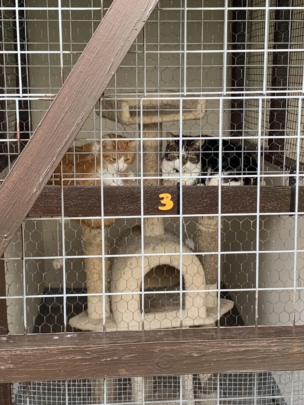 Hartleywood Cattery - Leeds pet otel
