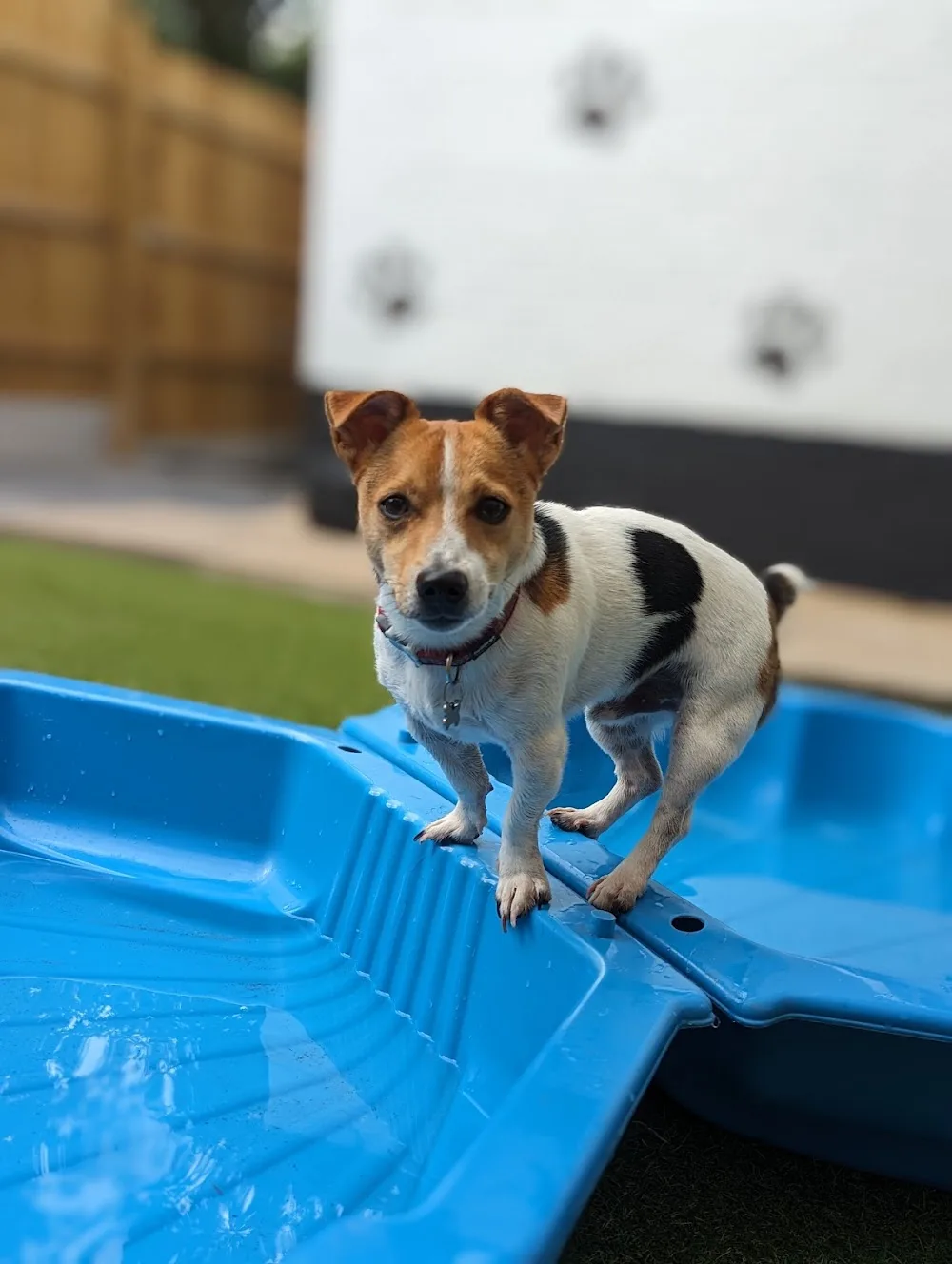 House of Paws Petcare LTD - Leeds pet otel görseli 2