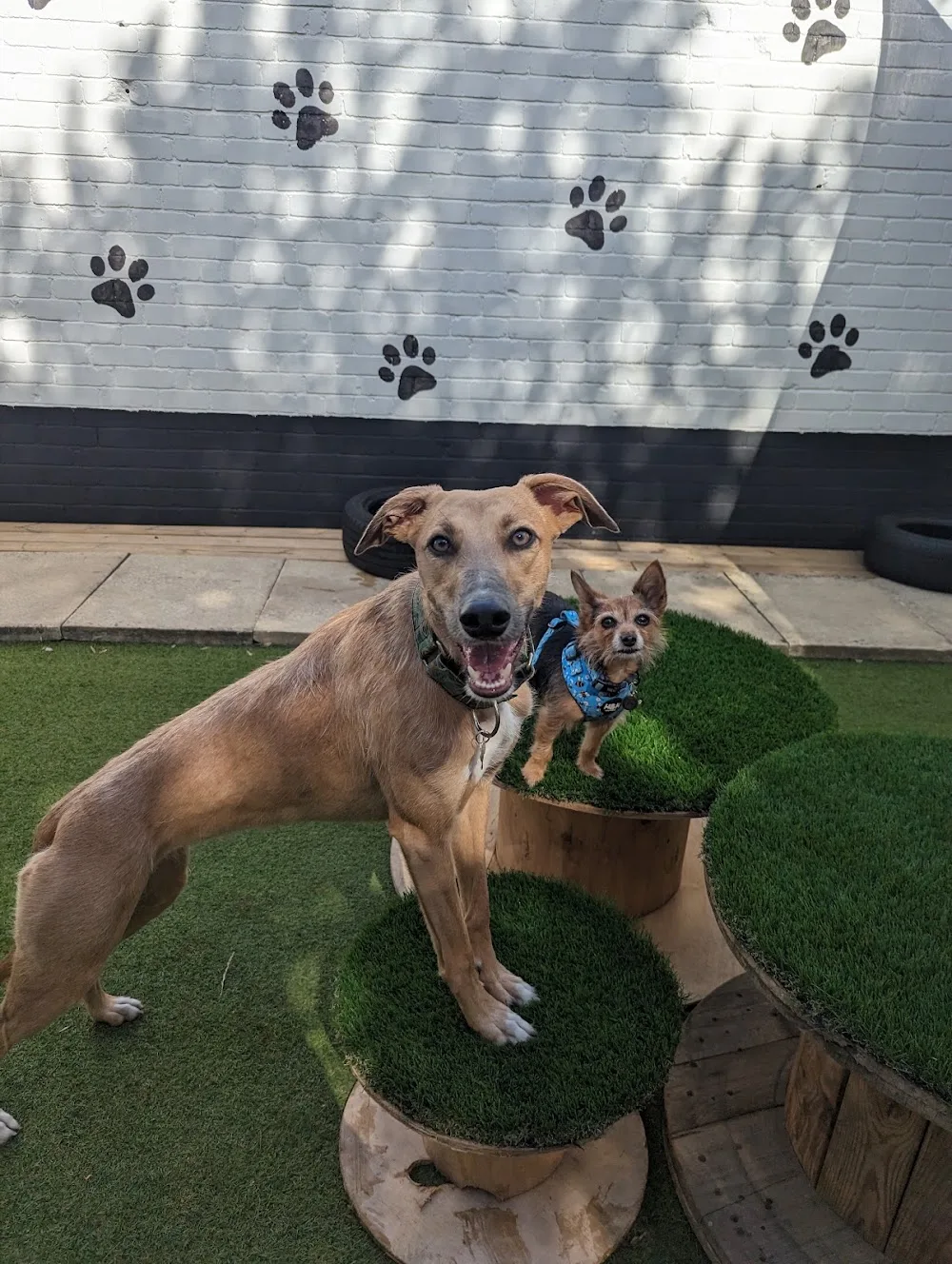 House of Paws Petcare LTD - Leeds pet otel görseli 3