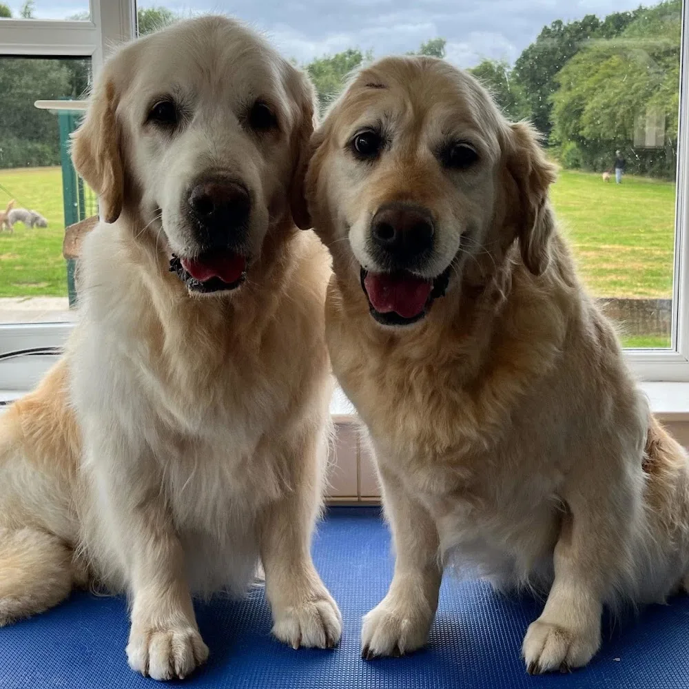 Laburnum Kennels - Leeds pet otel görseli 3