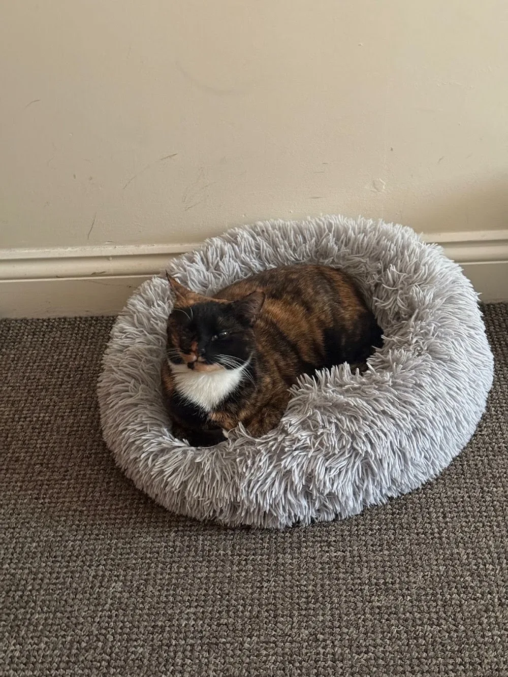 Monday Cattery - Leeds pet otel görseli 3