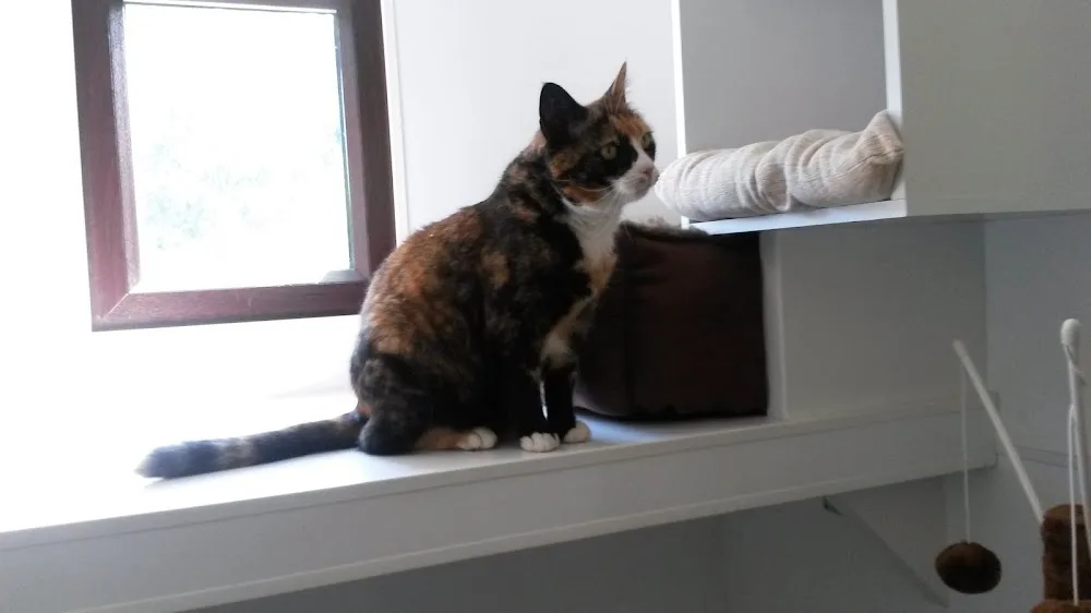Royds Cat Hotel - Leeds pet otel görseli 2