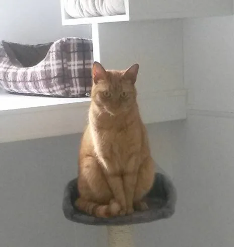 Royds Cat Hotel - Leeds pet otel görseli 3