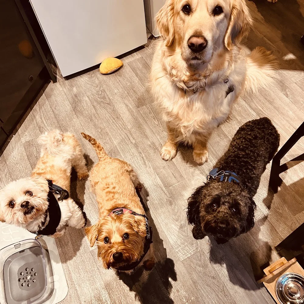The Fur babies retreat - Leeds pet otel görseli 3