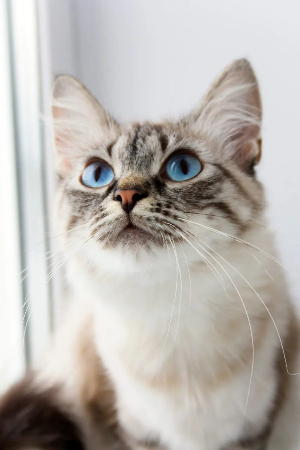 Tuesday Cattery - Leeds pet otel
