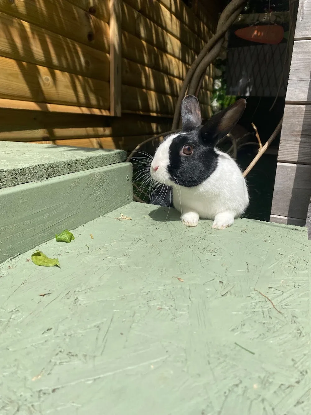 Wisteria Lodge Small Animal Boarding - Leeds pet otel görseli 3
