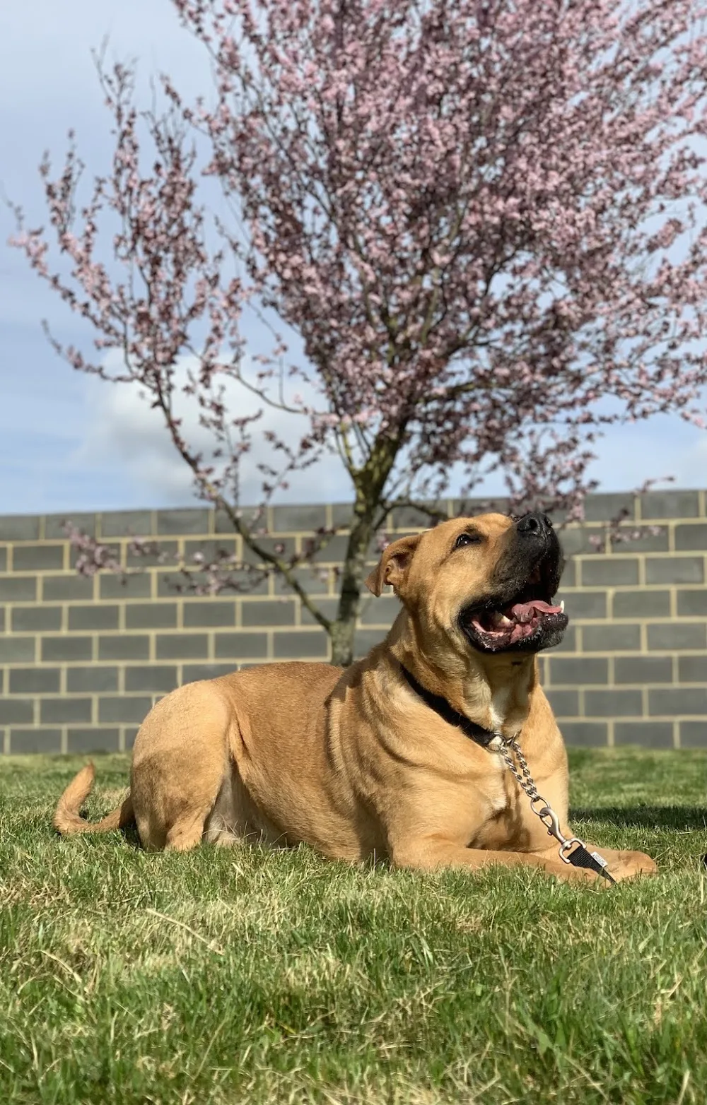 Woodhaven Boarding Kennels & Second Chance Rehoming - Leeds pet otel