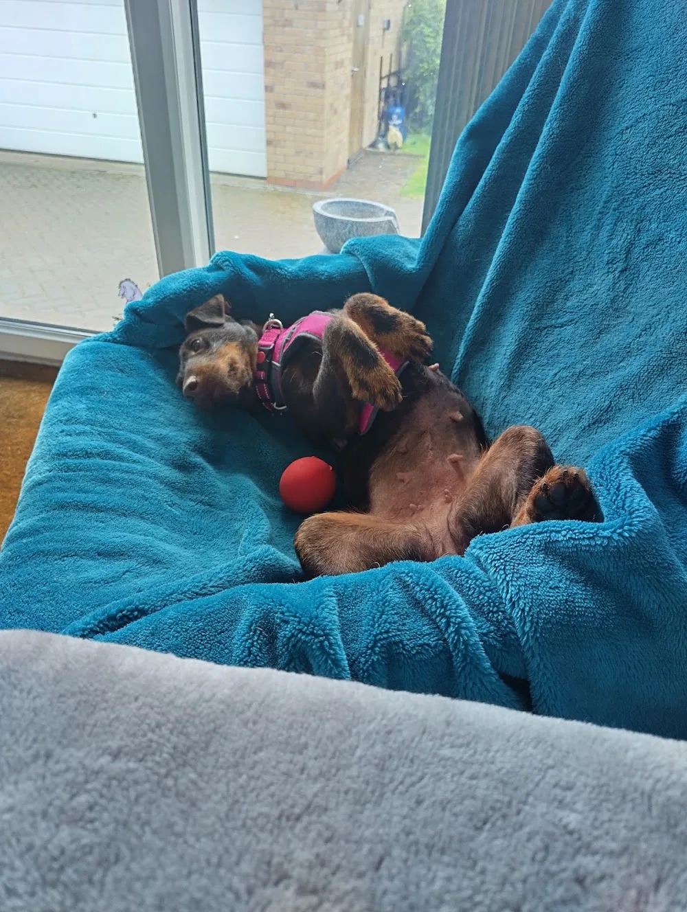 Woodhaven Boarding Kennels & Second Chance Rehoming - Leeds pet otel görseli 3