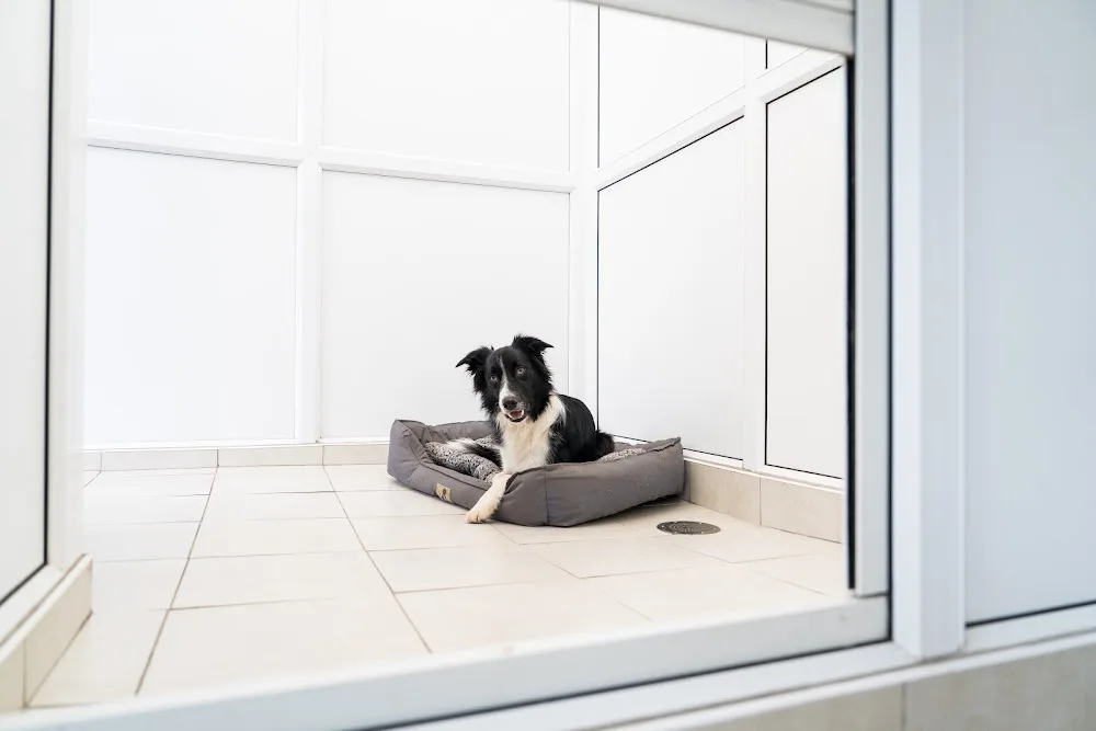 Yorkshire Paws & Co - Leeds pet otel görseli 2