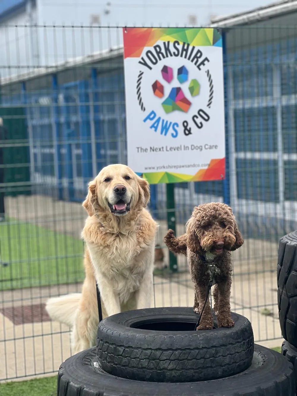 Yorkshire Paws & Co - Leeds pet otel görseli 3