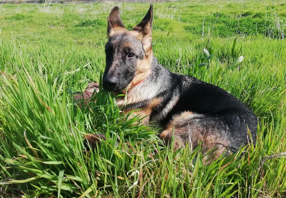 Legend Dog House - Izmir pet otel görseli 2