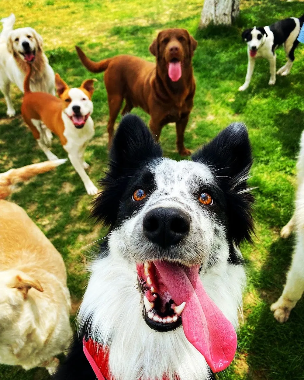 Legend Dog House - Izmir pet otel görseli 3