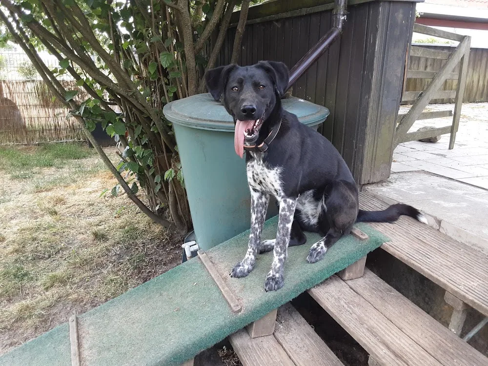 Hundebetreuung Detert - Lehrte pet otel