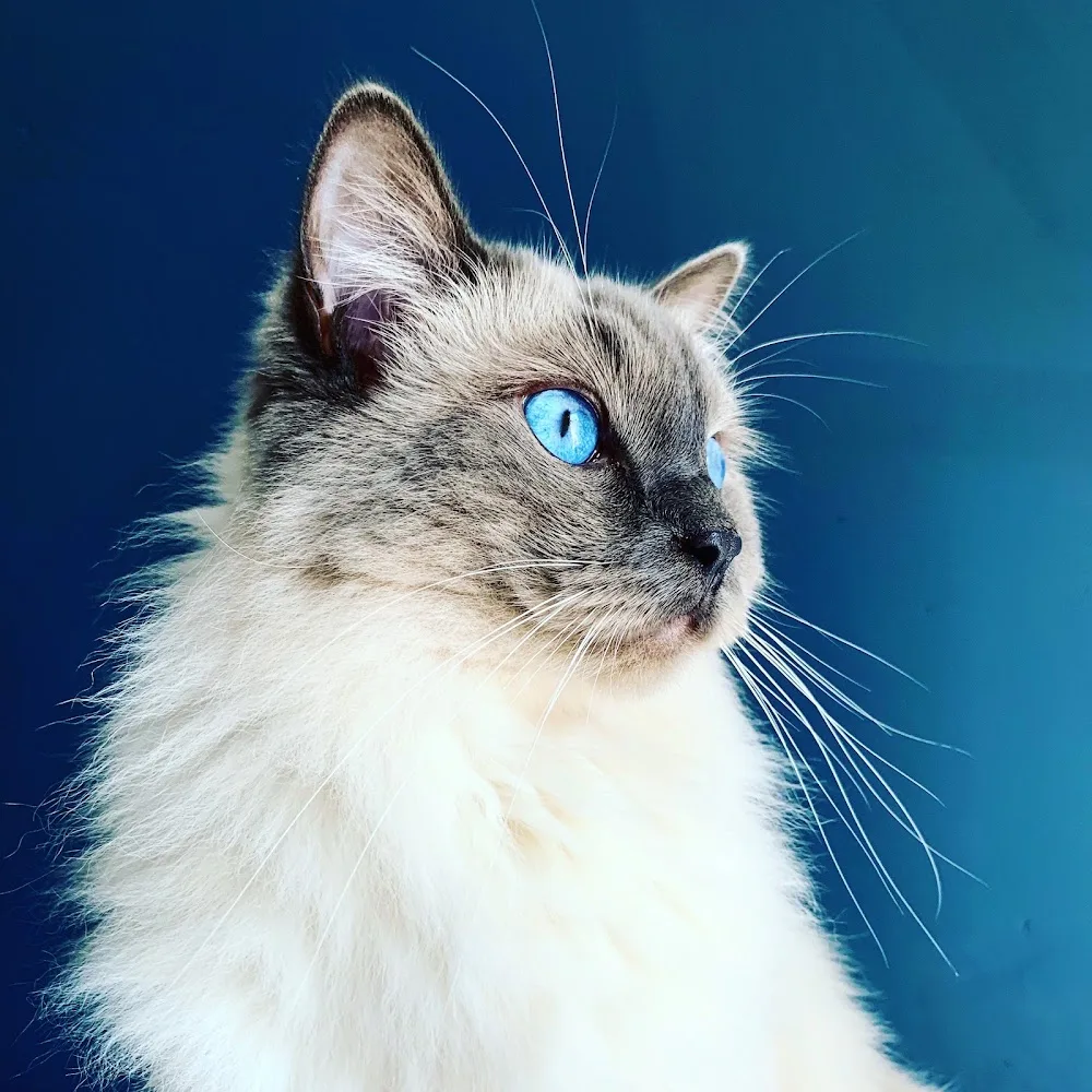 Ali's Cats Country Retreat - Leicestershire pet otel