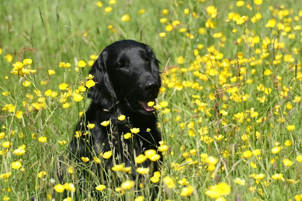 Benvellyn Kennels - Leicestershire pet otel