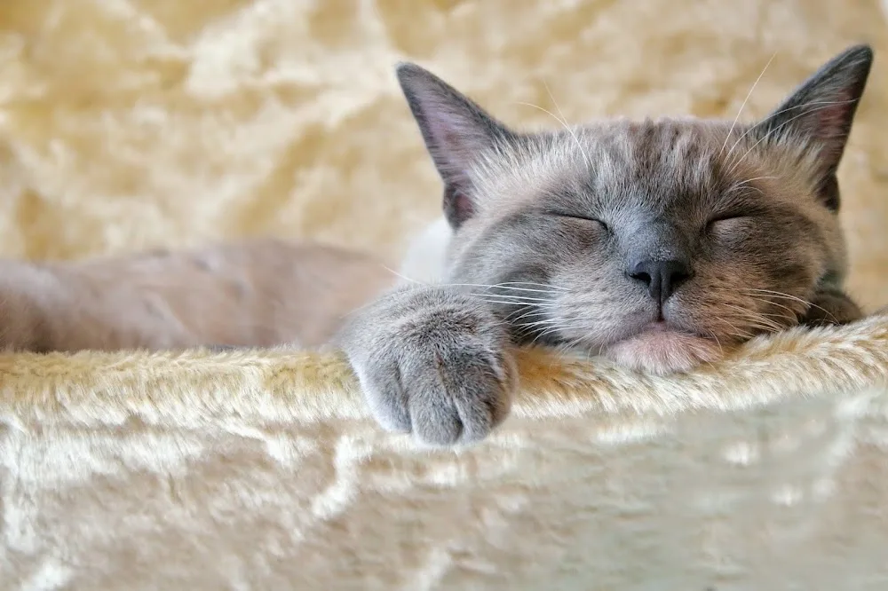 Bradgate View Luxury Cat Hotel - Leicestershire pet otel