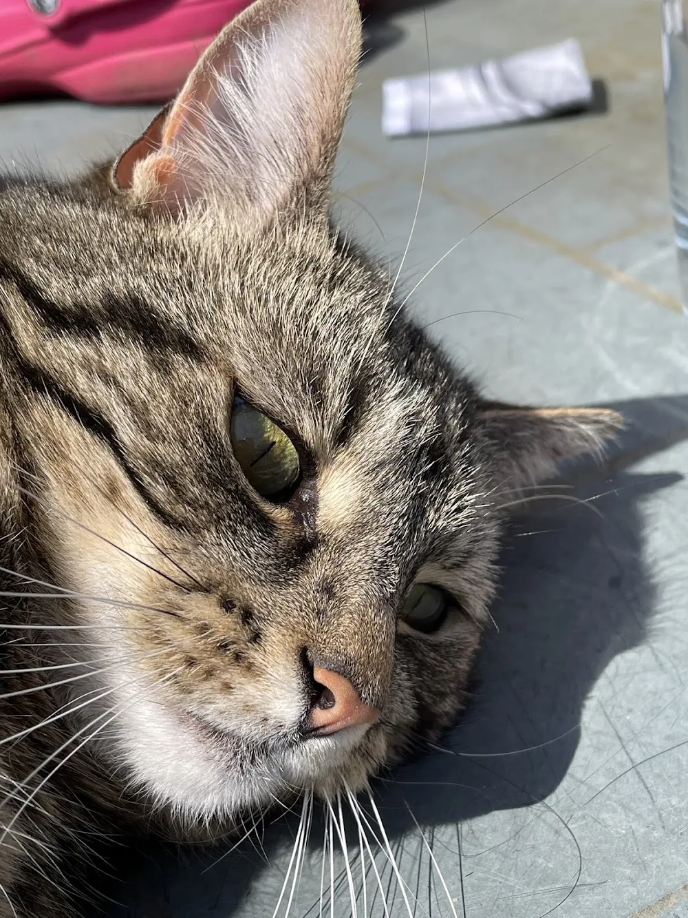 Bradgate View Luxury Cat Hotel - Leicestershire pet otel görseli 3