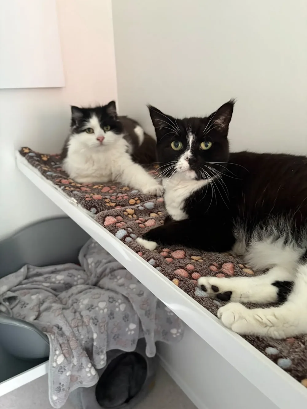 Broughton Astley Cattery - Leicestershire pet otel
