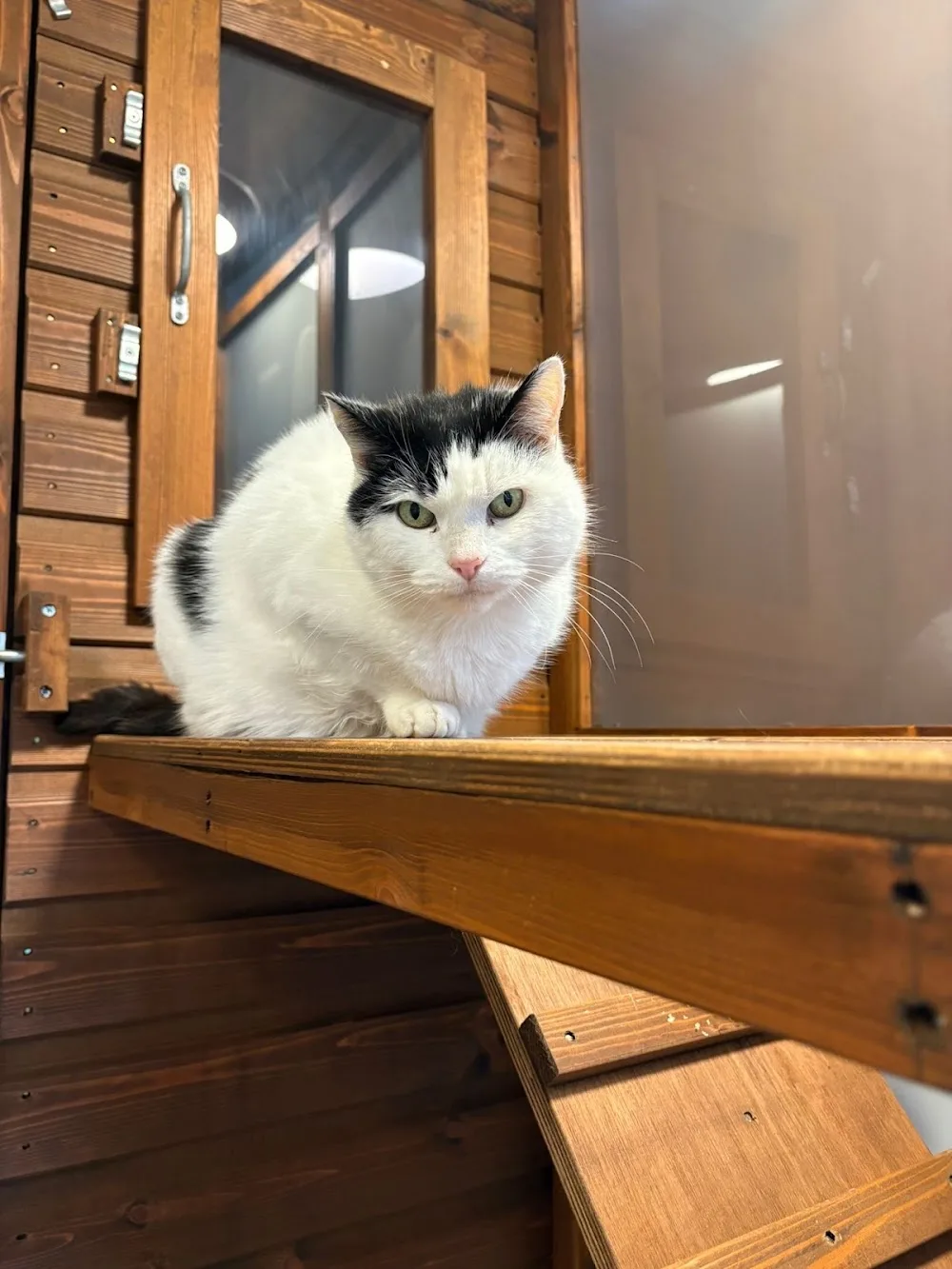 Broughton Astley Cattery - Leicestershire pet otel görseli 3