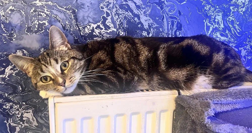 Comfy Cats Cattery - Leicestershire pet otel