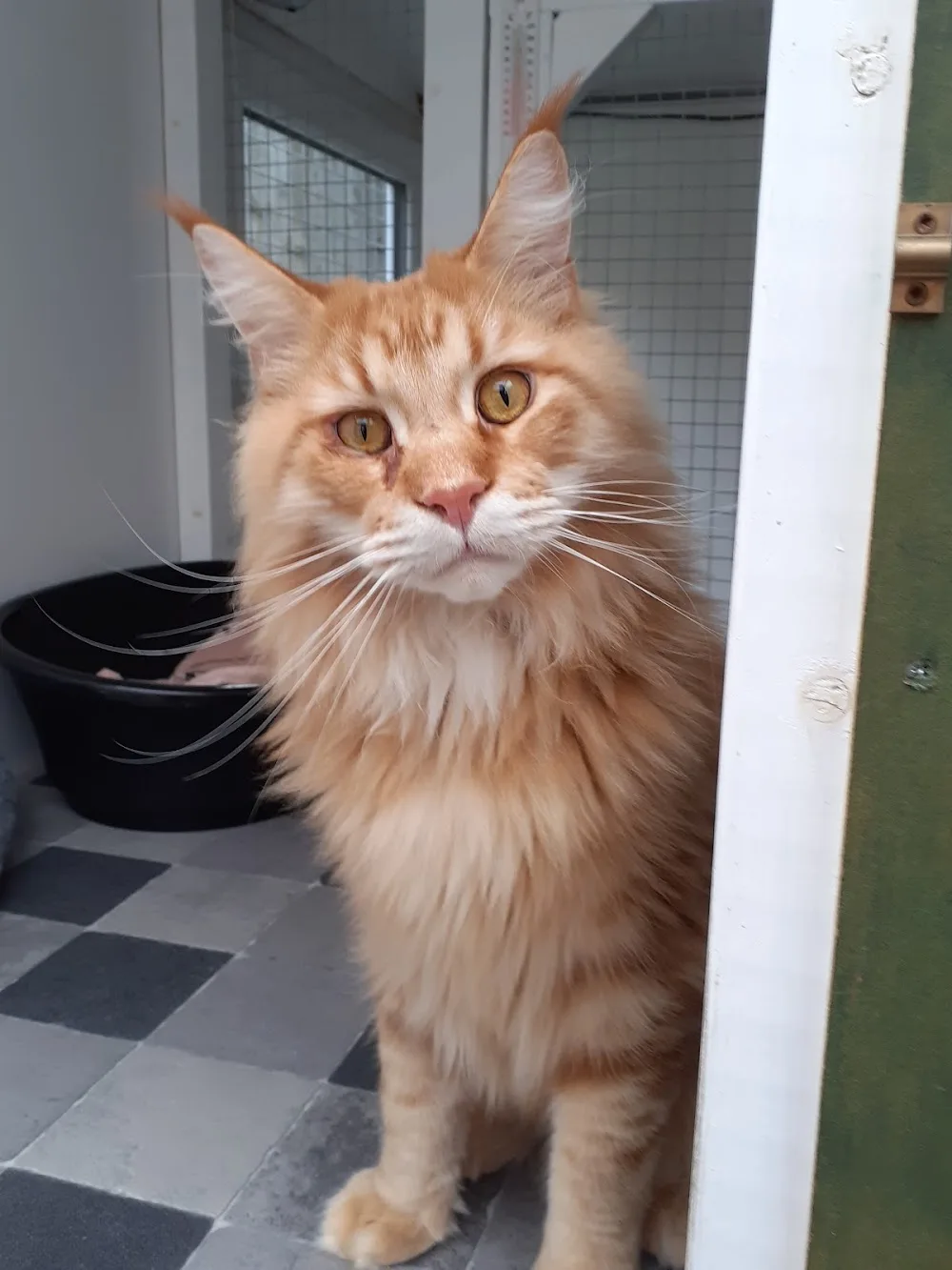 Comfy Cats Cattery - Leicestershire pet otel görseli 5