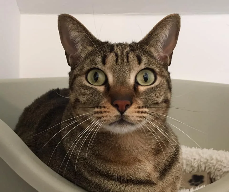 Cozycatz Cattery - East Farndon - Leicestershire - Leicestershire pet otel