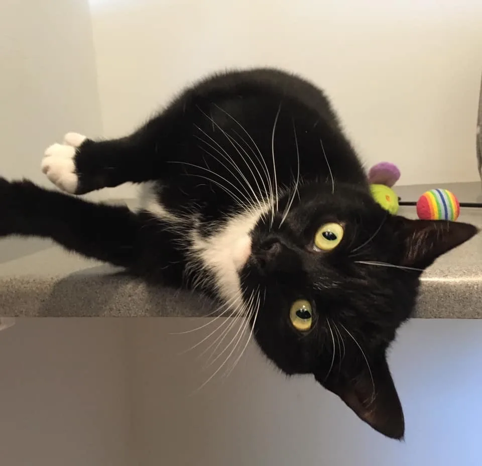Cozycatz Cattery - East Farndon - Leicestershire - Leicestershire pet otel görseli 3