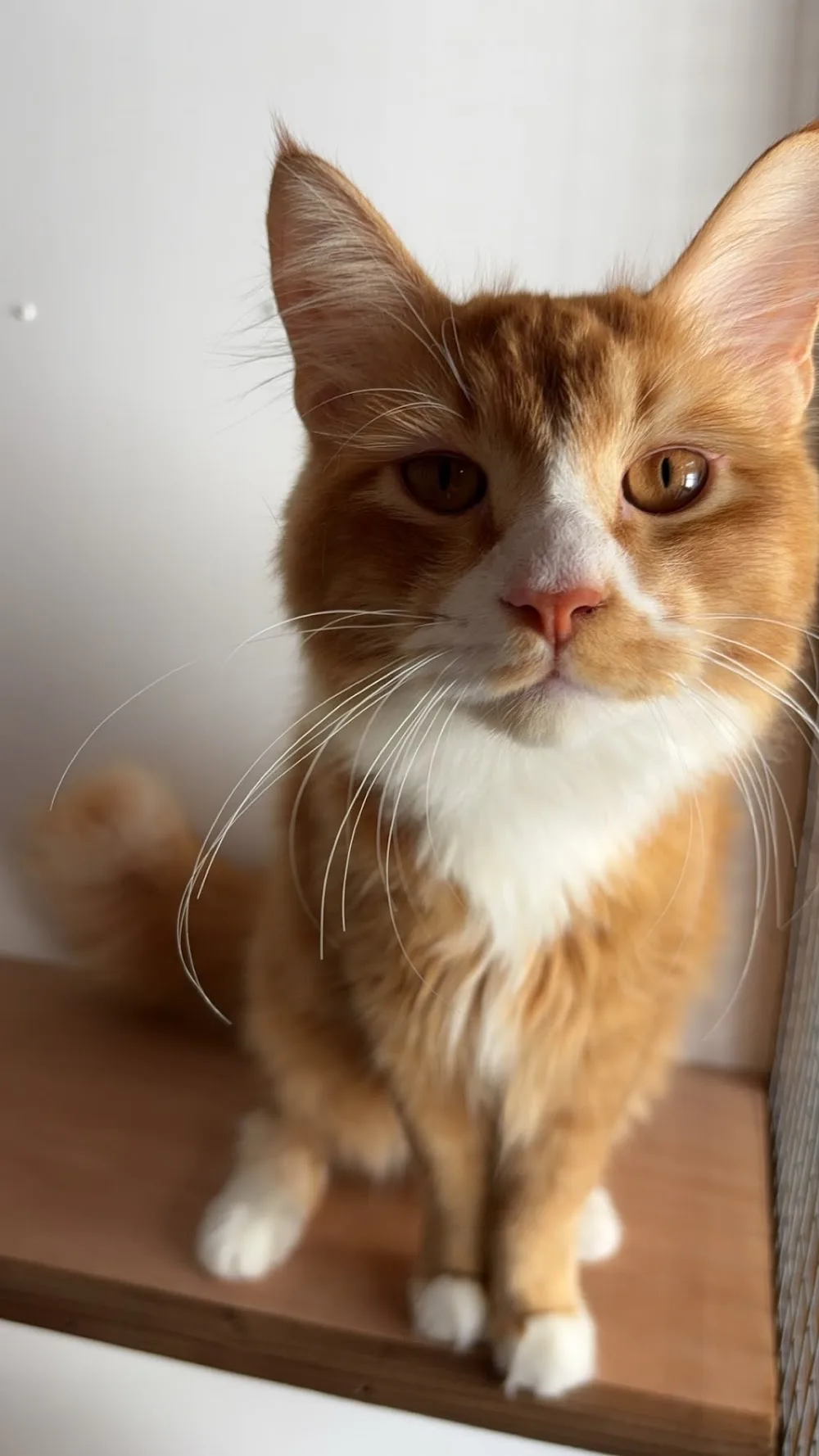 Feline Friends Cattery - Leicestershire pet otel