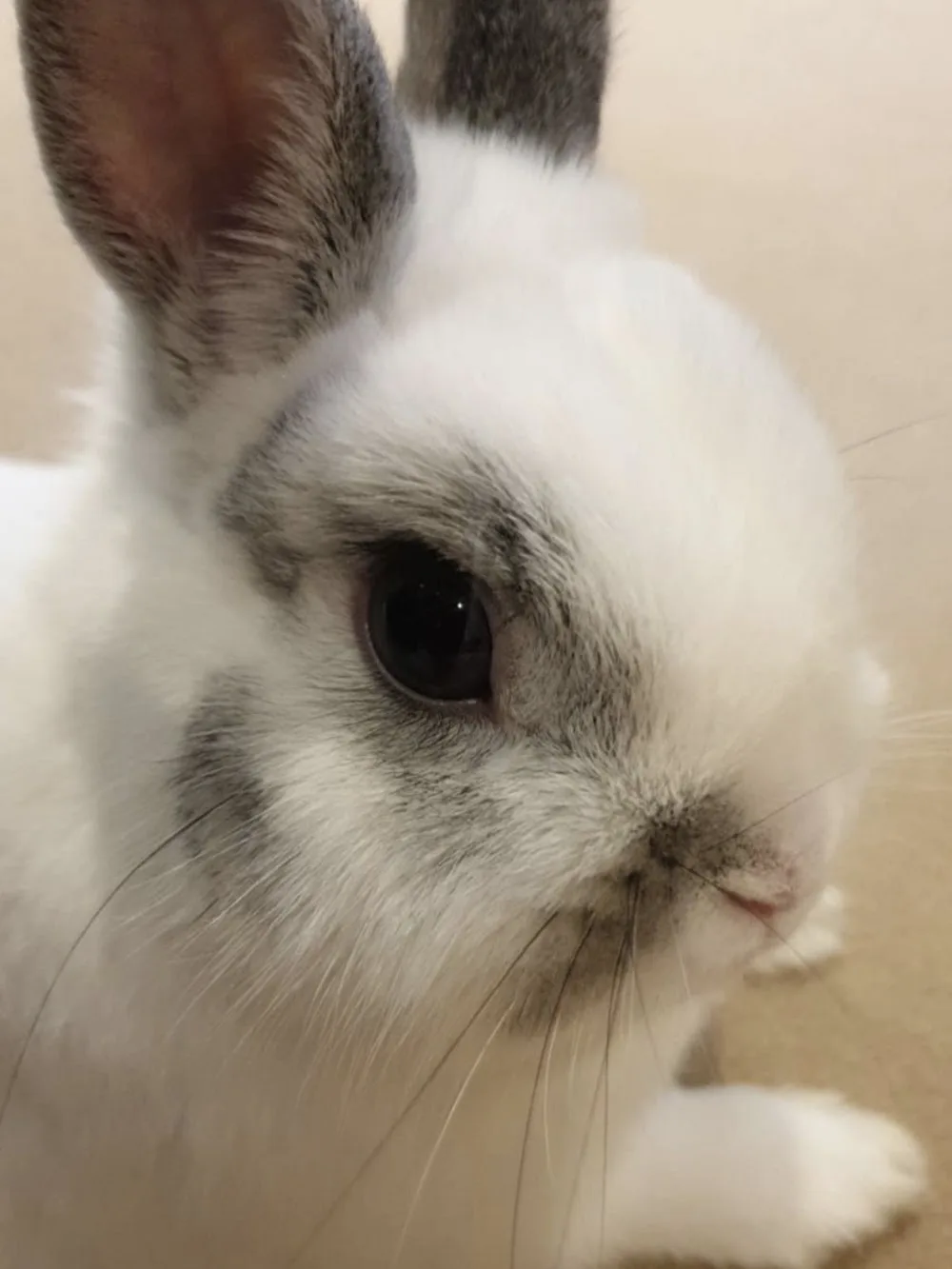 Happy Bunnies Hotel - Leicestershire pet otel görseli 3