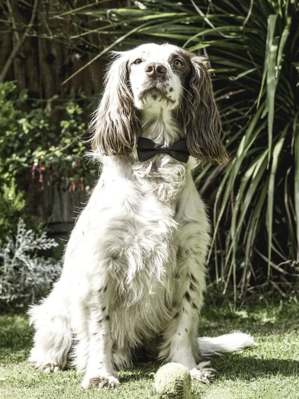 Happy Paws Leicester - Leicestershire pet otel görseli 2