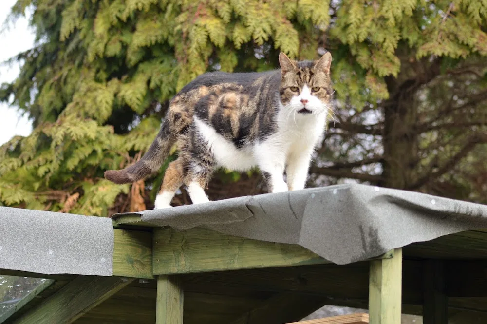 Hazelhurst Cattery - Leicestershire pet otel görseli 2