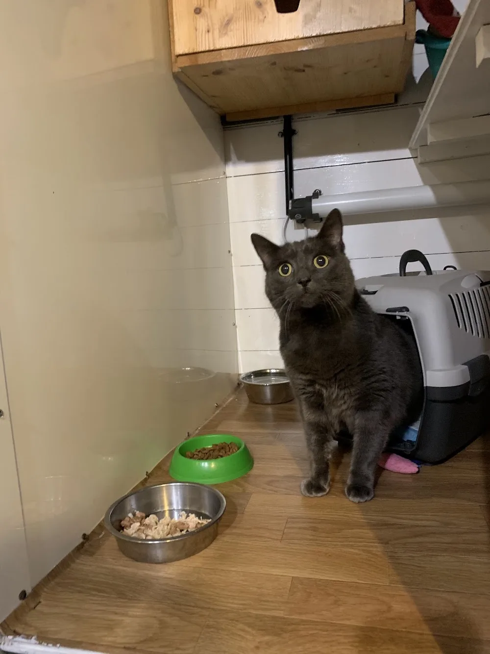 Hazelhurst Cattery - Leicestershire pet otel görseli 3