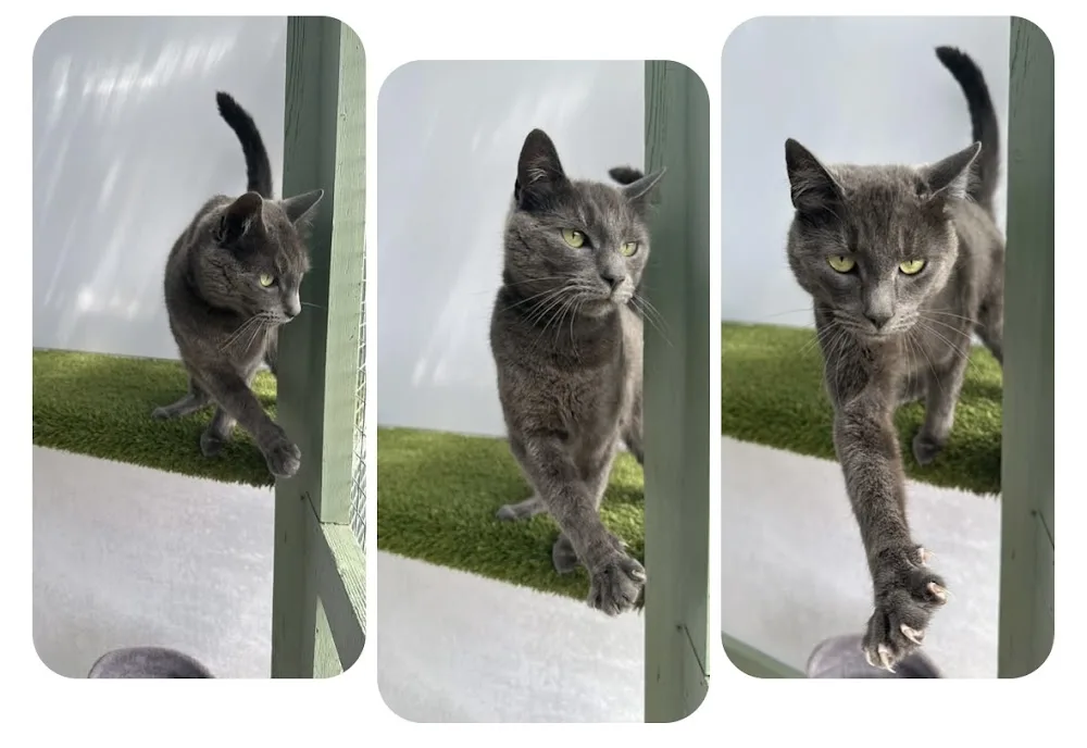 Heath Cattery & Small Animal Boarding - Leicestershire pet otel görseli 2