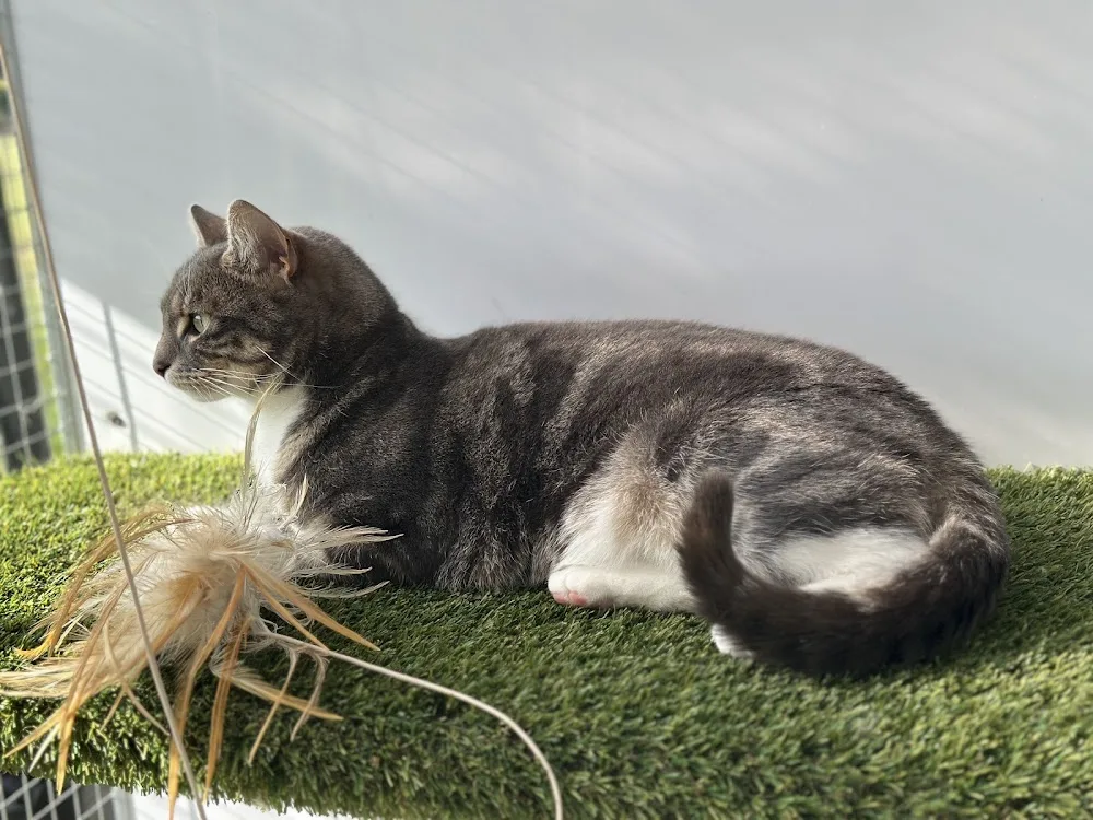 Heath Cattery & Small Animal Boarding - Leicestershire pet otel görseli 3